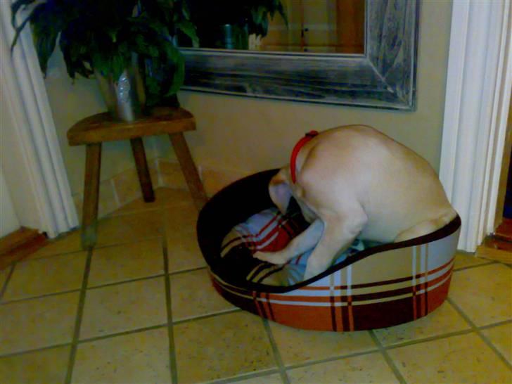 Labrador retriever Cilla - Den skulle åbenbart klø sig? xD billede 5