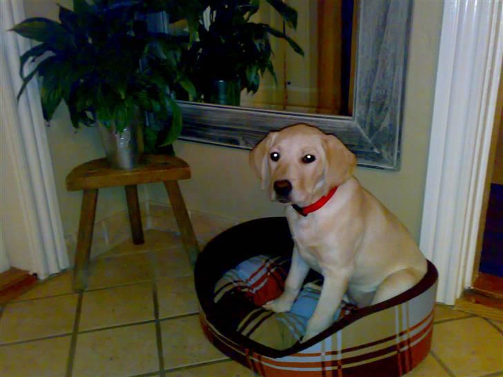 Labrador retriever Cilla - Så kunne den kigge :D billede 6