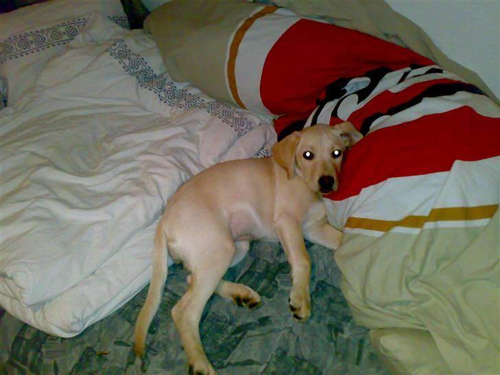 Labrador retriever Cilla - Så ligger den i min seng igen :D billede 7