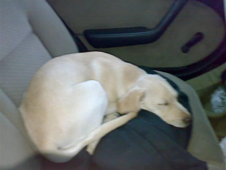 Labrador retriever Cilla - Da vi var på vej hjem med den, den er såå sød :D billede 8