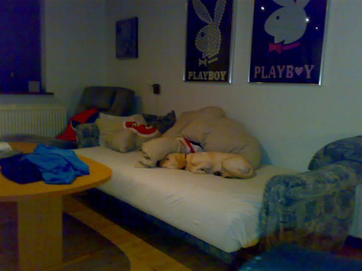 Labrador retriever Cilla - Her sover den i min seng ;D billede 9