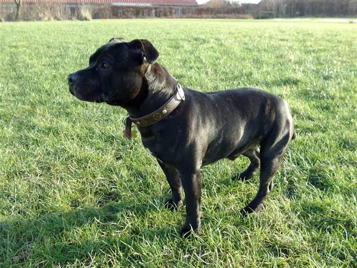 Staffordshire bull terrier     ITSO  24. okt - 3. februar 08´ billede 19