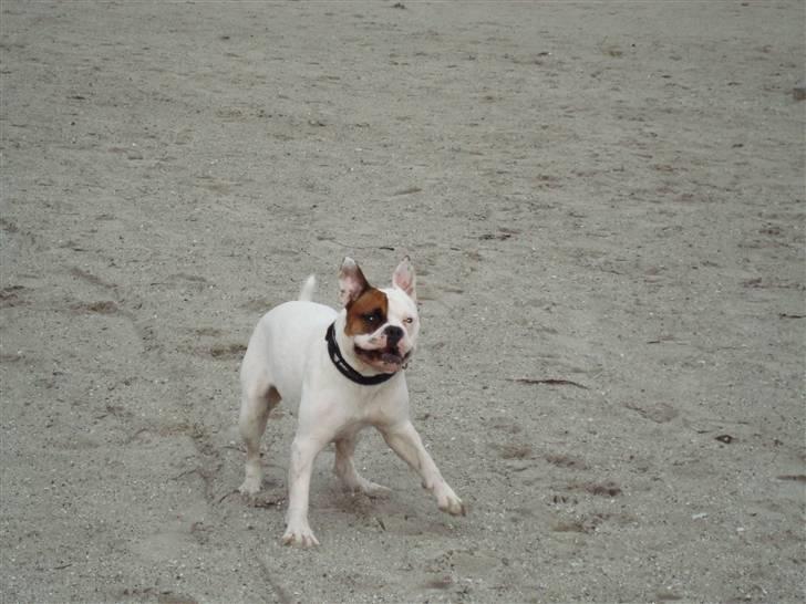 Amerikansk bulldog kenzie billede 11