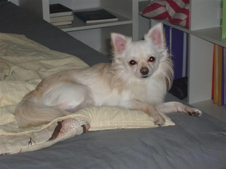 Chihuahua woody billede 1