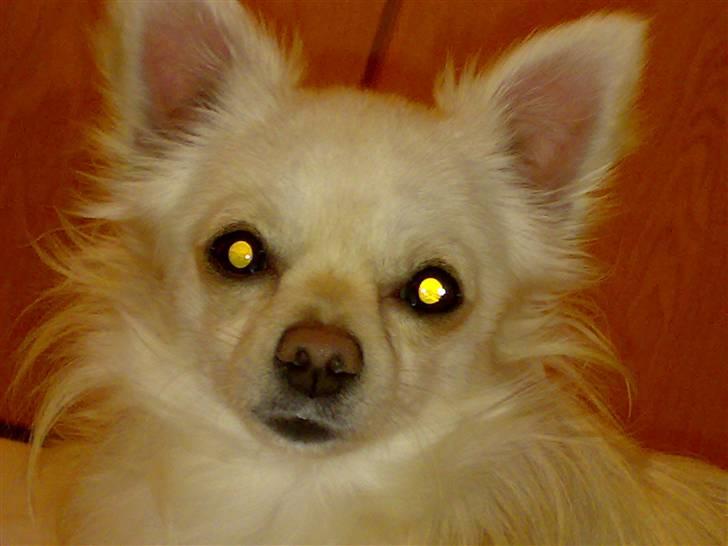 Chihuahua woody billede 2