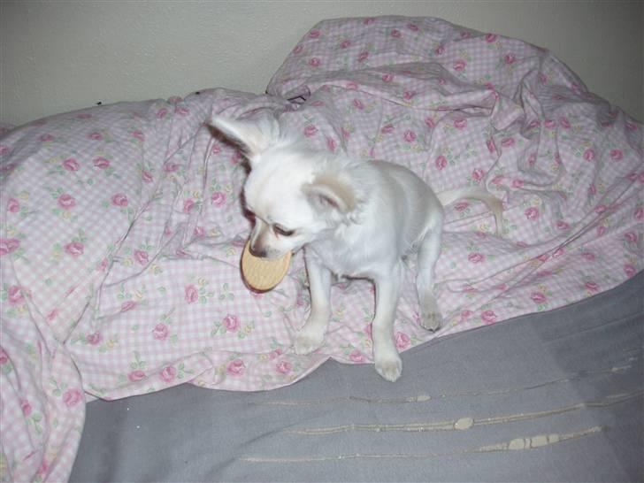 Chihuahua woody billede 3