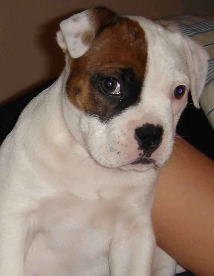 Amerikansk bulldog kenzie billede 12