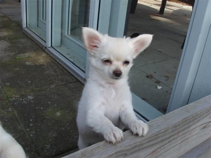 Chihuahua woody billede 4