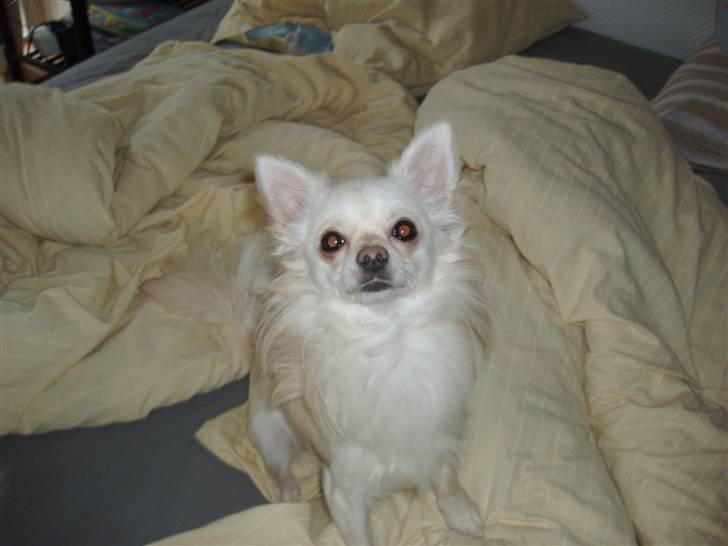 Chihuahua woody billede 5
