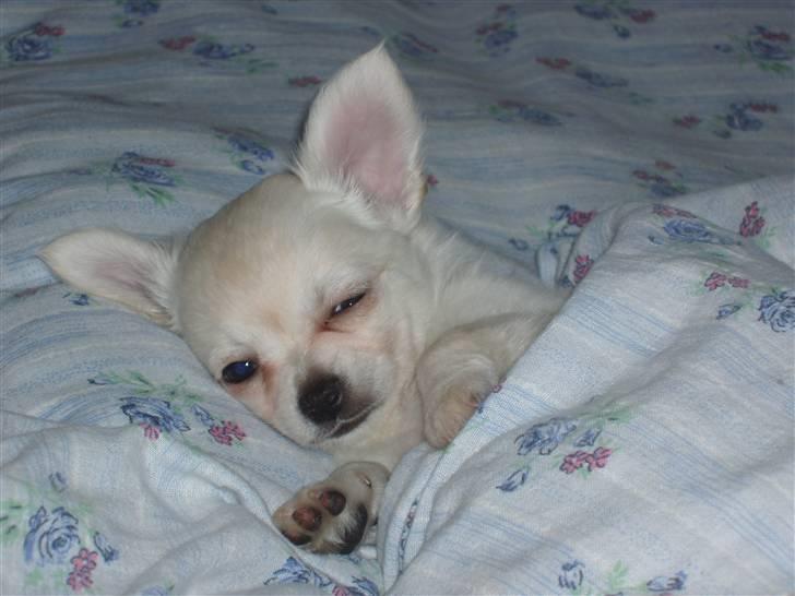 Chihuahua woody billede 6