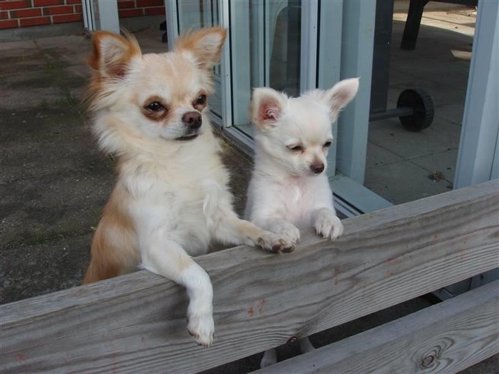 Chihuahua woody billede 7