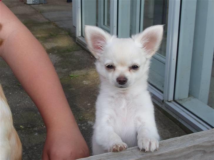 Chihuahua woody billede 8