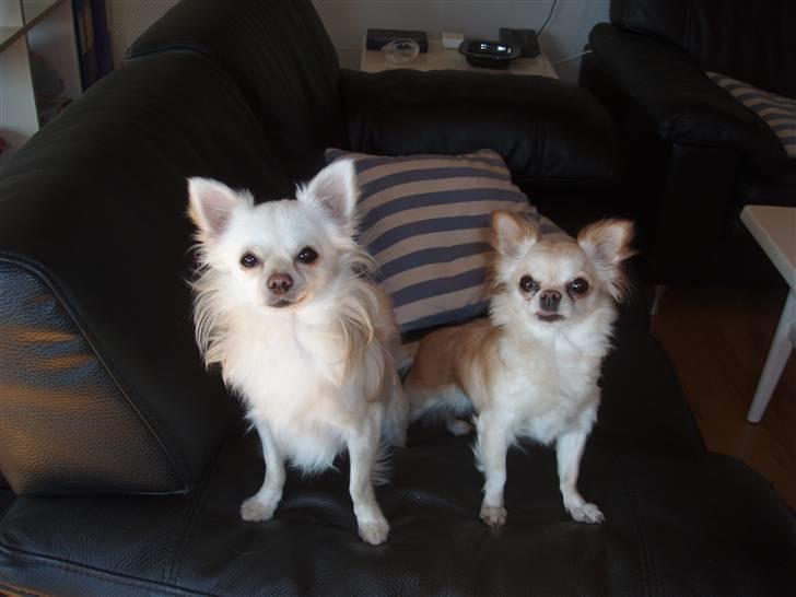 Chihuahua woody billede 9