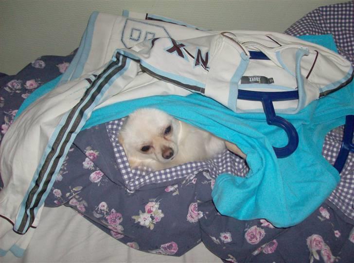 Chihuahua woody billede 10