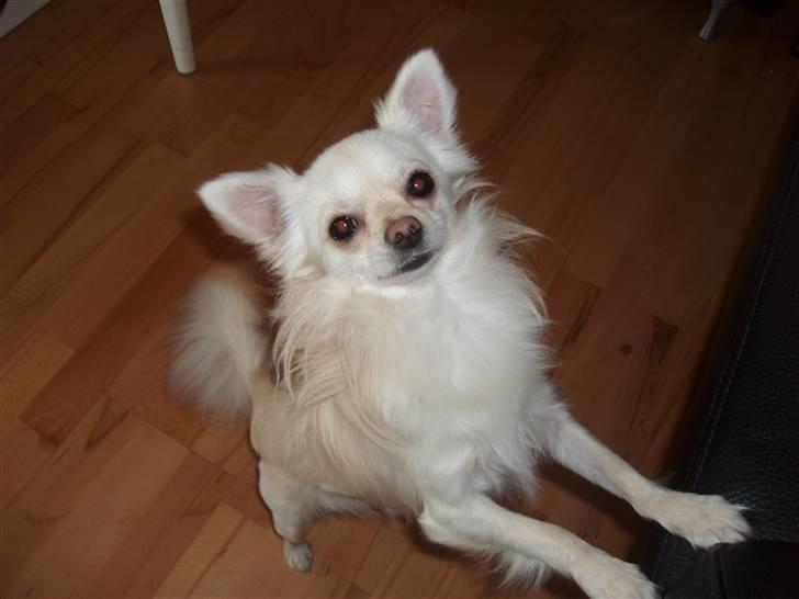 Chihuahua woody billede 11