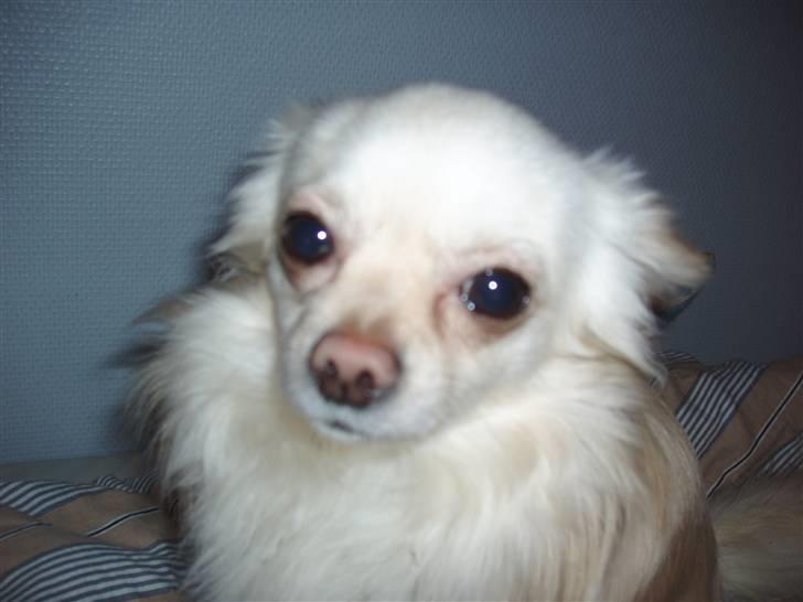 Chihuahua woody billede 12