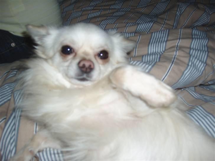 Chihuahua woody billede 13