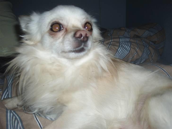 Chihuahua woody billede 14