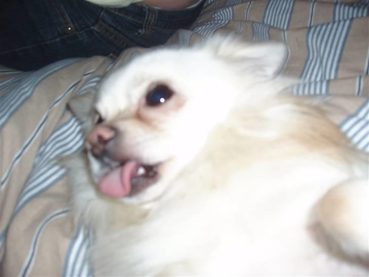 Chihuahua woody billede 15