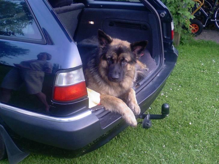 Schæferhund Hubert - bag i bilen :) billede 1
