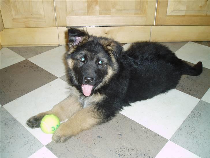 Schæferhund Hubert - Der er han 8 uger gammel . billede 2