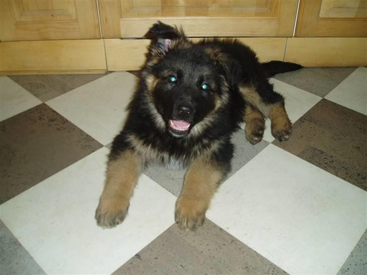 Schæferhund Hubert - 8 uger gammel , stor dreng .  billede 3