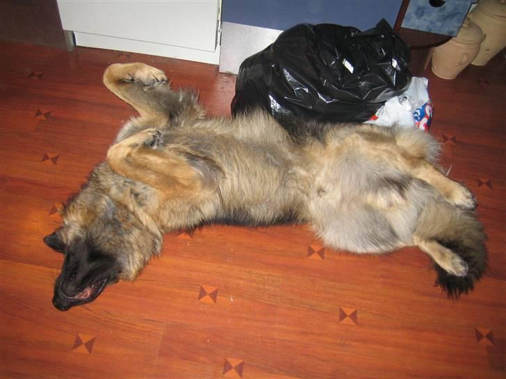 Schæferhund Hubert - hans favorit stilling :D billede 4