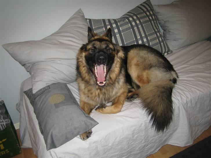 Schæferhund Hubert - er det colgate eller aquafresh ? ;) billede 5