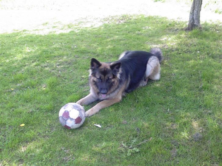 Schæferhund Hubert - i haven .  billede 6