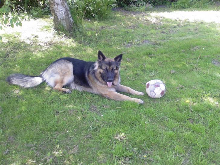 Schæferhund Hubert - i haven  billede 7