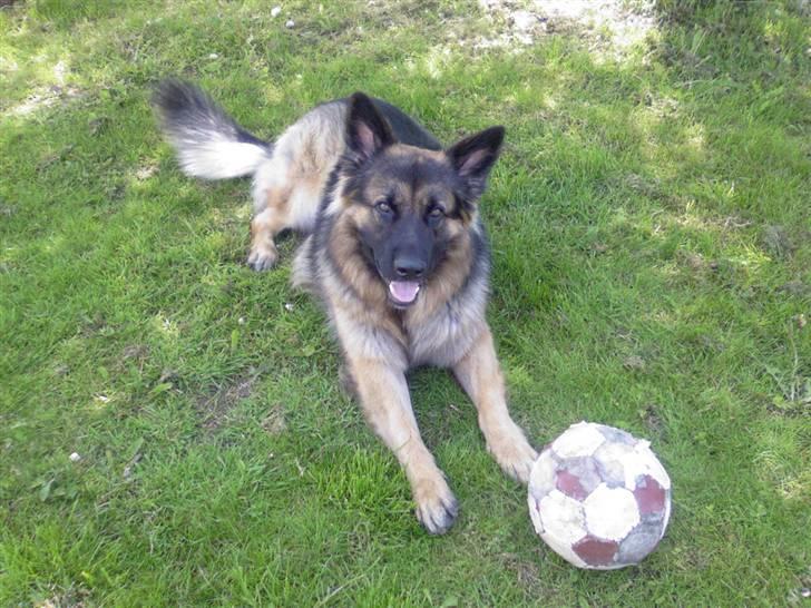 Schæferhund Hubert - i haven .  billede 8