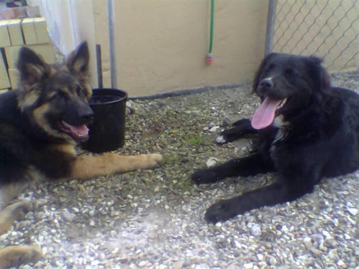 Schæferhund Hubert - med en lille veninde . ;) billede 9