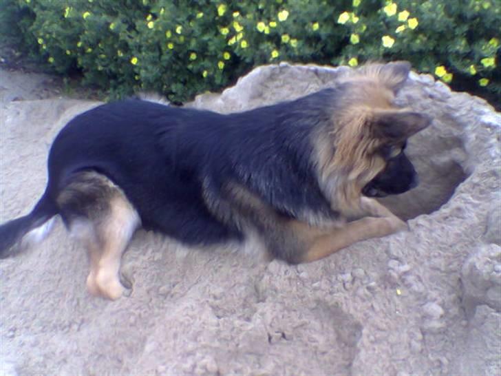 Schæferhund Hubert - omkring ½ år gammel .  billede 10