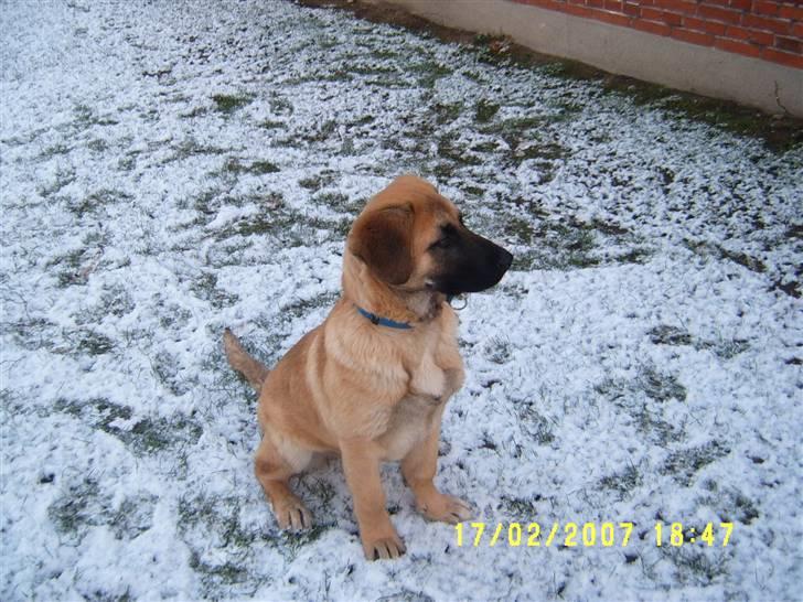 Kangal Macho billede 8