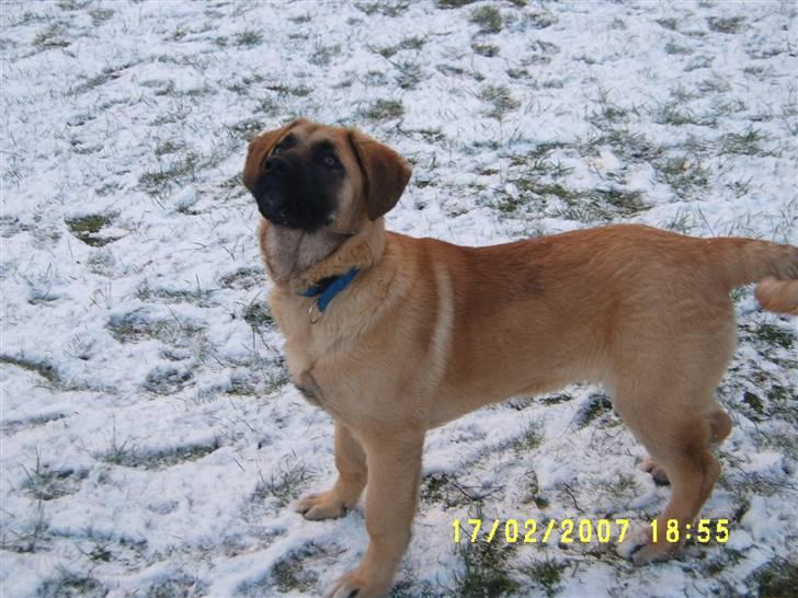 Kangal Macho billede 9