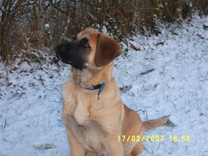 Kangal Macho billede 10