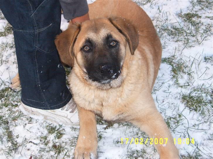 Kangal Macho billede 11