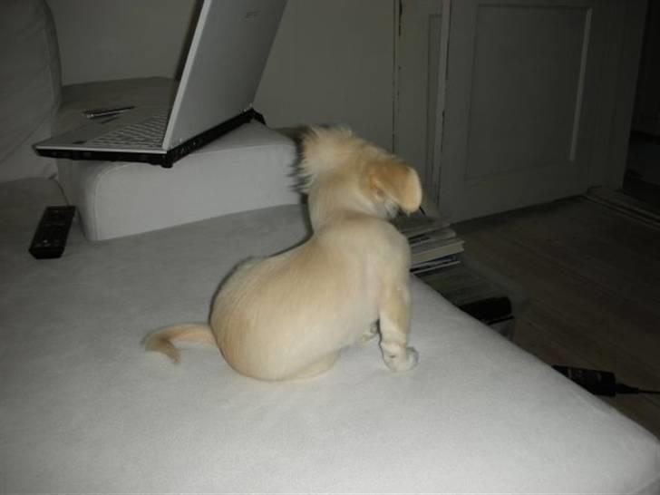 Chihuahua Mojo billede 2