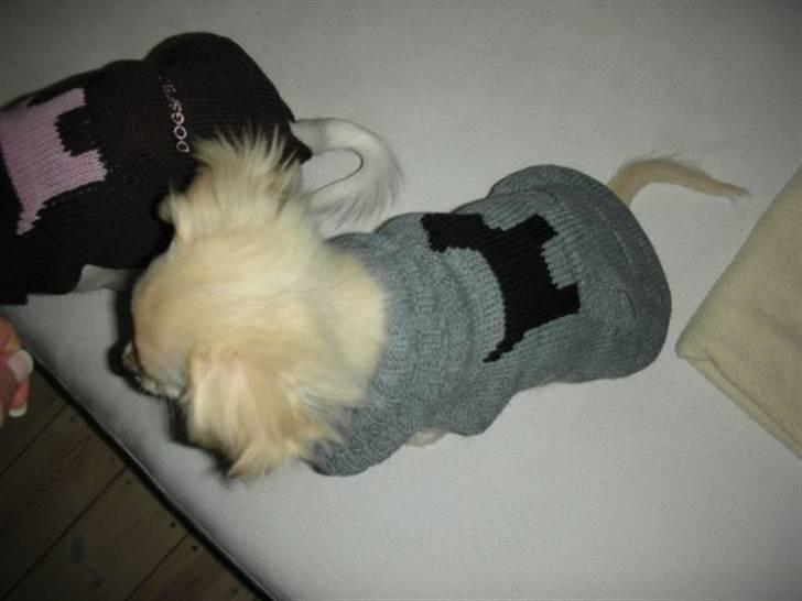 Chihuahua Mojo billede 4