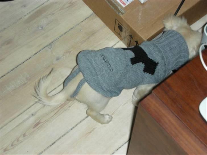 Chihuahua Mojo billede 5