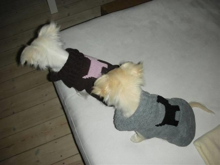 Chihuahua Mojo billede 6