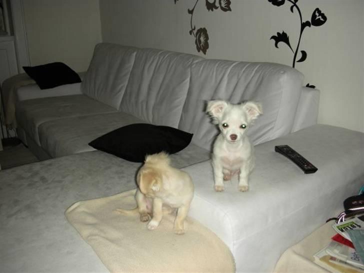 Chihuahua Pinky billede 5