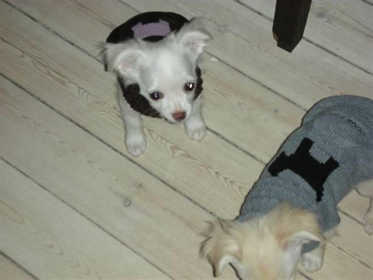 Chihuahua Pinky billede 6