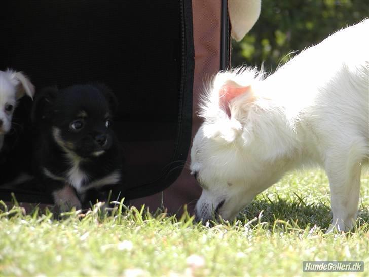 Chihuahua Pinky billede 7