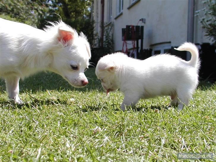 Chihuahua Pinky billede 8