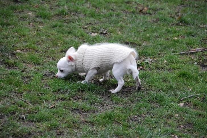 Chihuahua Pinky billede 9