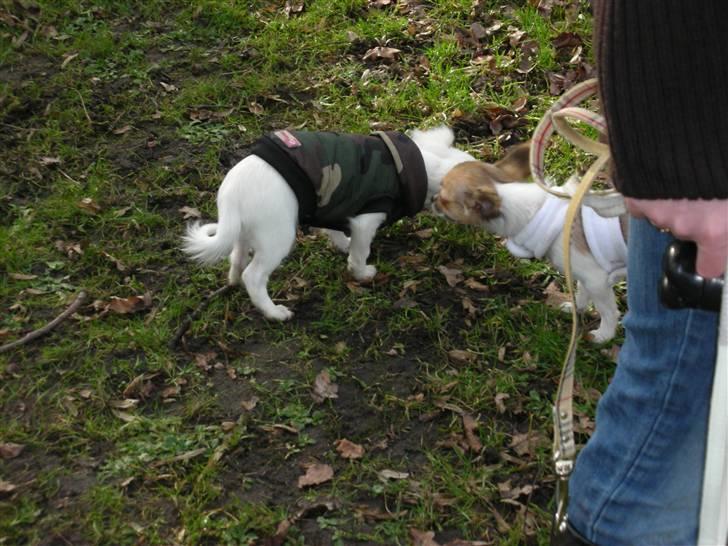 Chihuahua Pinky billede 10