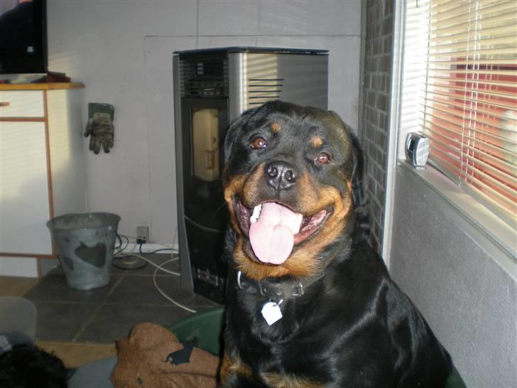 Rottweiler Bamse billede 1