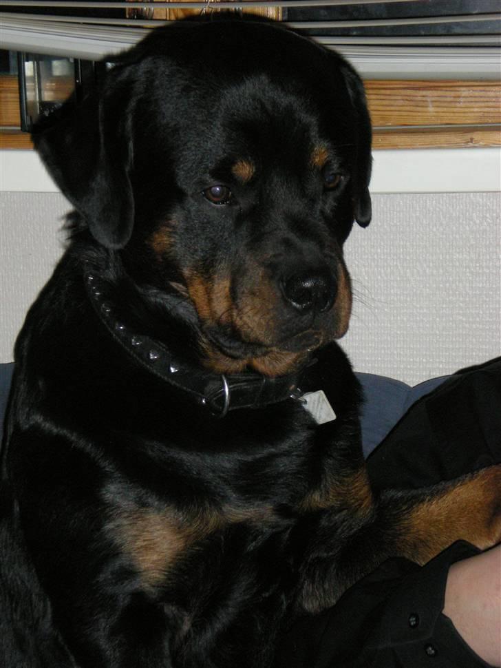 Rottweiler Bamse billede 2