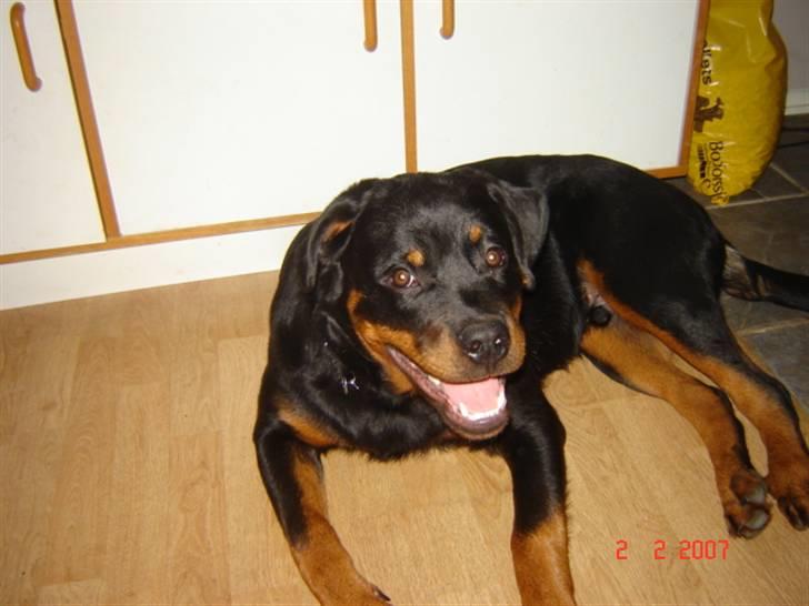Rottweiler Bamse billede 3